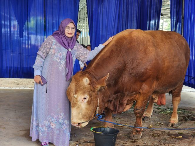 
 Permintaan Hewan Sapi Qurban dari Lampung Melonjak Tajam Tembus 60ribu ekor