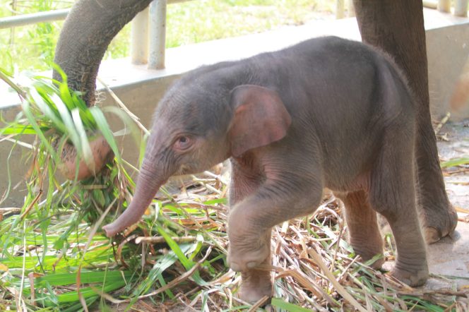
 Gajah Sumatra Lahir  di Taman Wisata Lembah Hijau