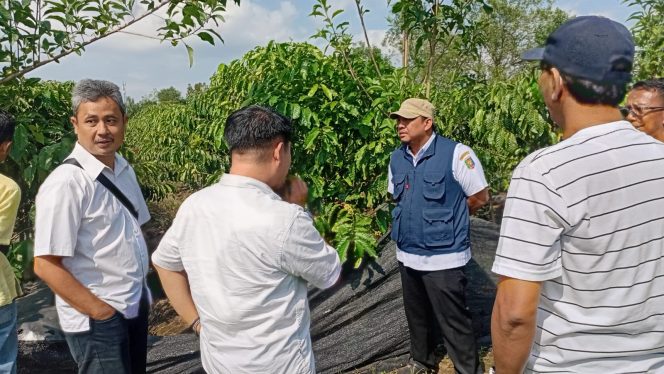 
 Hasil Nyata PHC Membuat Petani Kopi Lebih  Cepat Panen