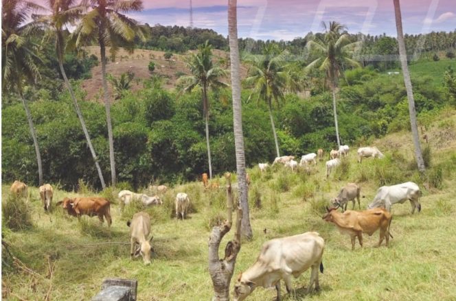 
 Dinas Peternakan dan Kesehatan Hewan PROV Lampung  Menuai  Prestasi